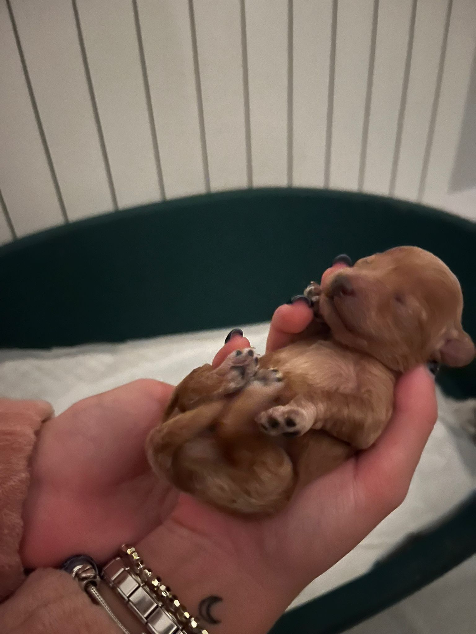 Cachorro de camada